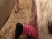 Zoopussy does pig porn in a pig costume